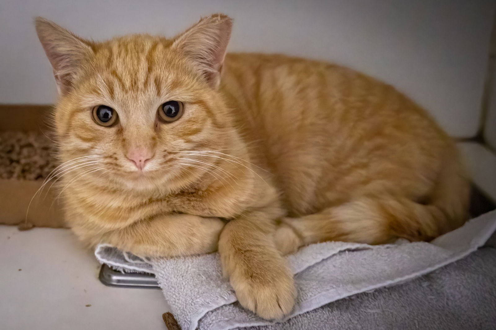 Butter (FCID# 01/07/2026 - 36 Brookhaven PS) - Photo 3