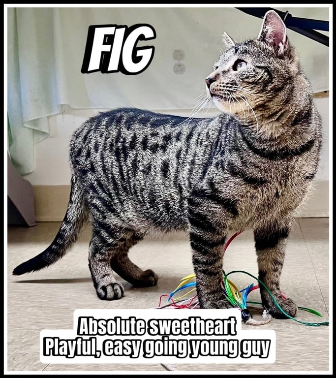 FIG (FCID# 04/03/2026 - 113 Willow Grove PS) Image