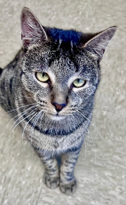 FIG (FCID# 04/03/2026 - 113 WILLOW GROVE PS) - Tabby available for adoption
