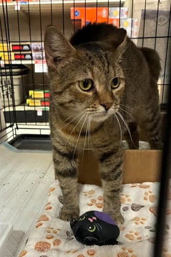 CLAIRE (FCID# 06/03/2026 - 43) C - Tabby / Calico available for adoption