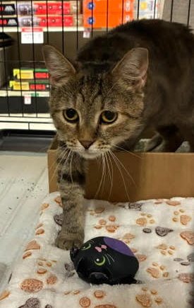 CLAIRE (FCID# 06/03/2026 - 43) C - Tabby / Calico available for adoption