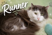 Runner:  DLH (FCID# 05/26/2026 - 35 Trainer) - Photo 1