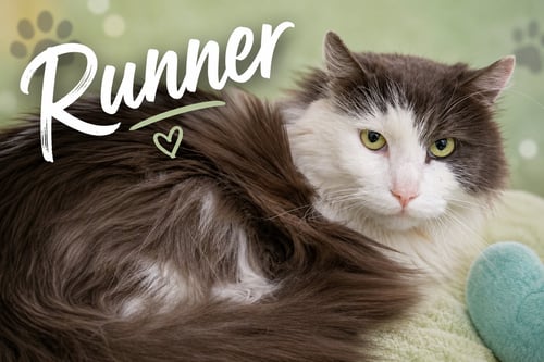 RUNNER:  DLH (FCID# 05/26/2026 - 35 TRAINER) - Domestic Long Hair available for adoption
