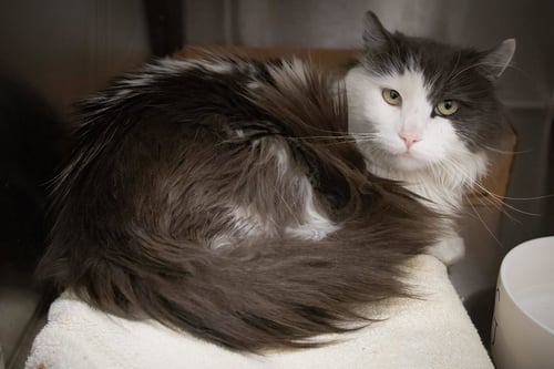 RUNNER:  DLH (FCID# 05/26/2026 - 35 TRAINER) - Domestic Long Hair available for adoption