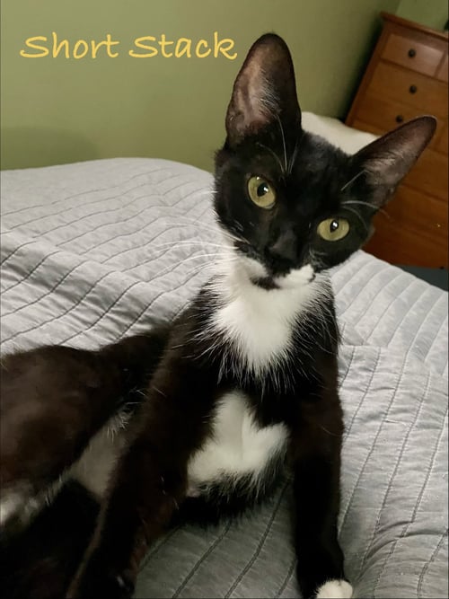 SHORT STACK, WILLOW GROVE, (FCID 07/15/2026-136) - Domestic Short Hair available for adoption