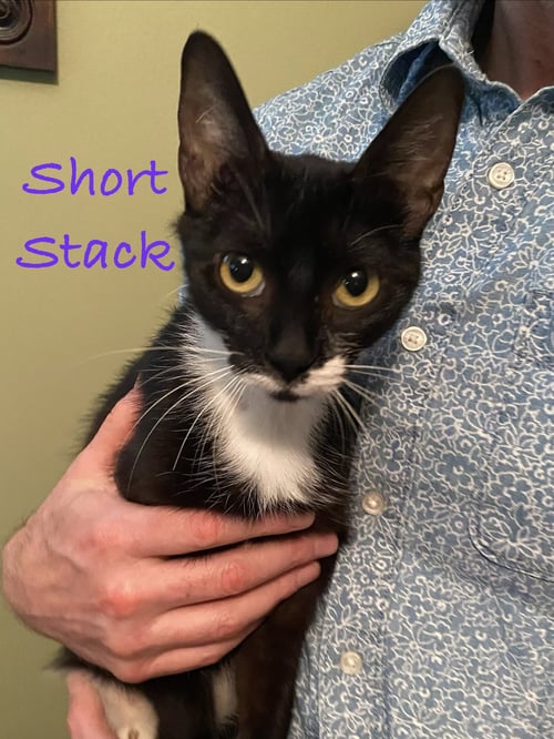 SHORT STACK, WILLOW GROVE, (FCID 07/15/2026-136) - Domestic Short Hair available for adoption