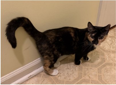 SALLY (FCID# 08/04/2026 - 31) - Calico available for adoption