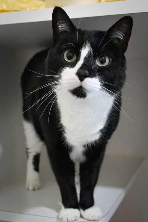 NEVILLE (FCID# 07/15/2021 - 19 BRANDYWINE PS) - Tuxedo available for adoption