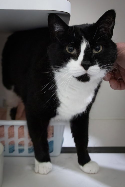 NEVILLE (FCID# 07/15/2021 - 19 BRANDYWINE PS) - Tuxedo available for adoption