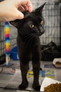 Tailor and Tinker: bonded (05/18/26-40,23 Trainer) - Photo 2