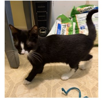 LUCY (FCID# 08/04/2026 - 51) - Tortoiseshell available for adoption