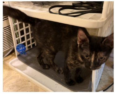 LUCY (FCID# 08/04/2026 - 51) - Tortoiseshell available for adoption
