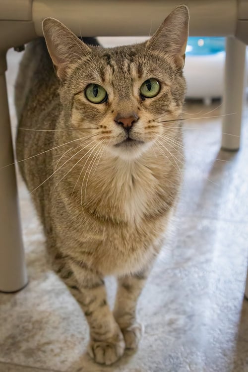 BRIAR (FCID# 02/04/2025 - 1 BROOKHAVEN FOSTER) - Tabby / Tortoiseshell available for adoption