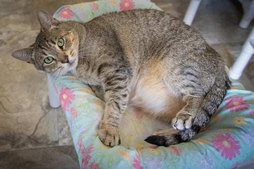 BRIAR (FCID# 02/04/2025 - 1 BROOKHAVEN FOSTER) - Tabby / Tortoiseshell available for adoption