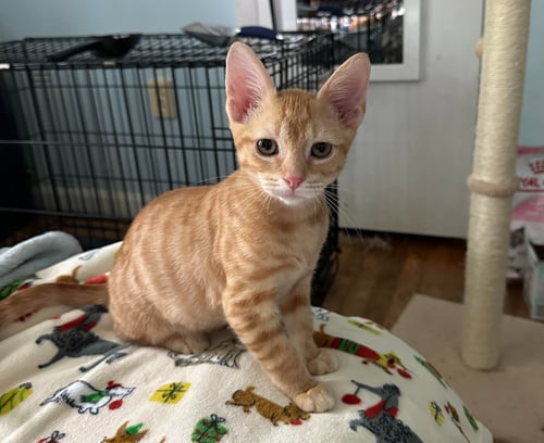 ORANGE CRUSH (FCID# 07/20/2026 - 74) C - Tabby available for adoption