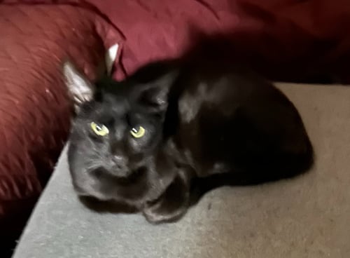 FIG (FCID# 09/02/2025 - 561) C - Domestic Short Hair available for adoption
