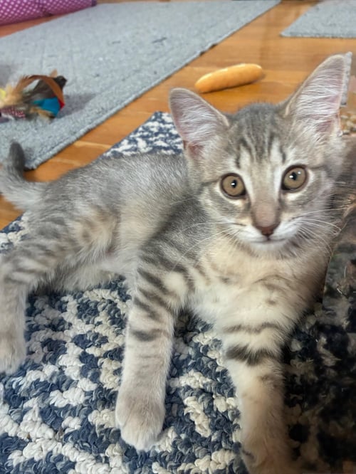 RYE (FCID# 06/03/2026 - 2 CHRISTIANA PS) - Tabby available for adoption
