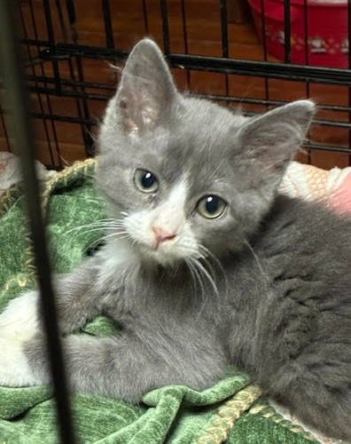 ASHLEY/ASHLEIGH (FCID# 07/20/2026 - 62) - Domestic Short Hair available for adoption