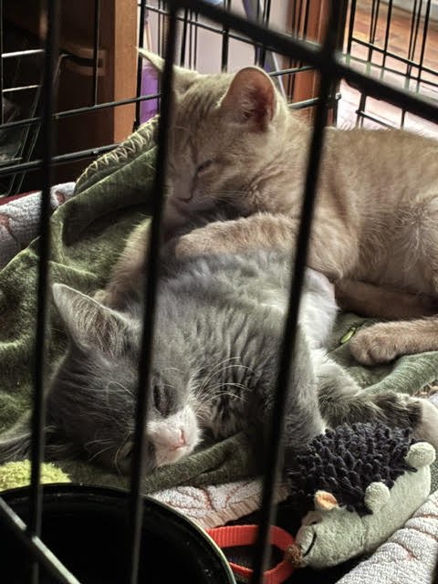 ASHLEY/ASHLEIGH (FCID# 07/20/2026 - 62) - Domestic Short Hair available for adoption