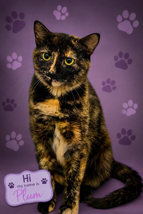 PLUM (FCID# 07/14/2026 - 76 TRAINER) - Tortoiseshell available for adoption