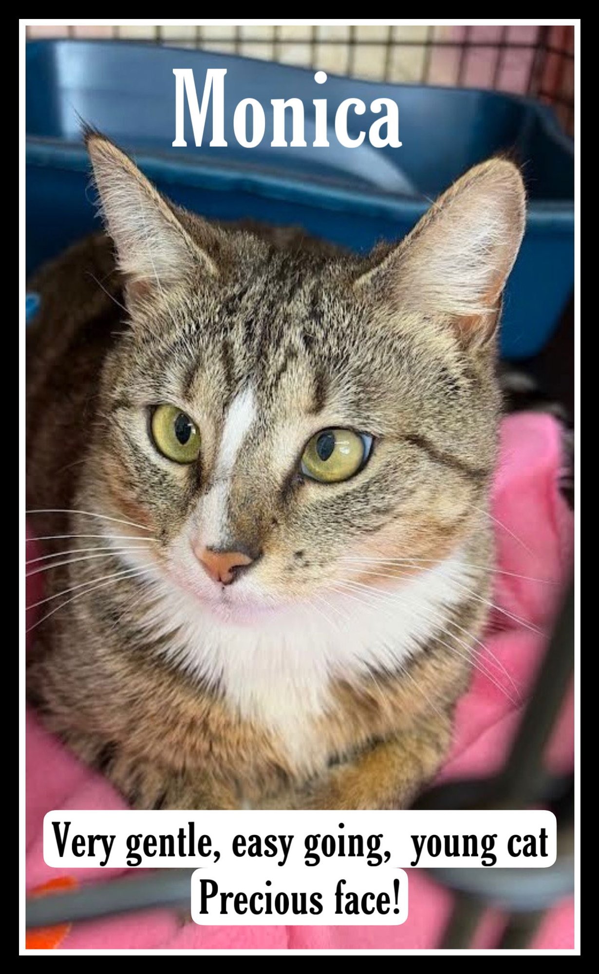 MONICA, WILLOW GROVE PS FCID# 12/19/2025-101 - Tabby available for adoption