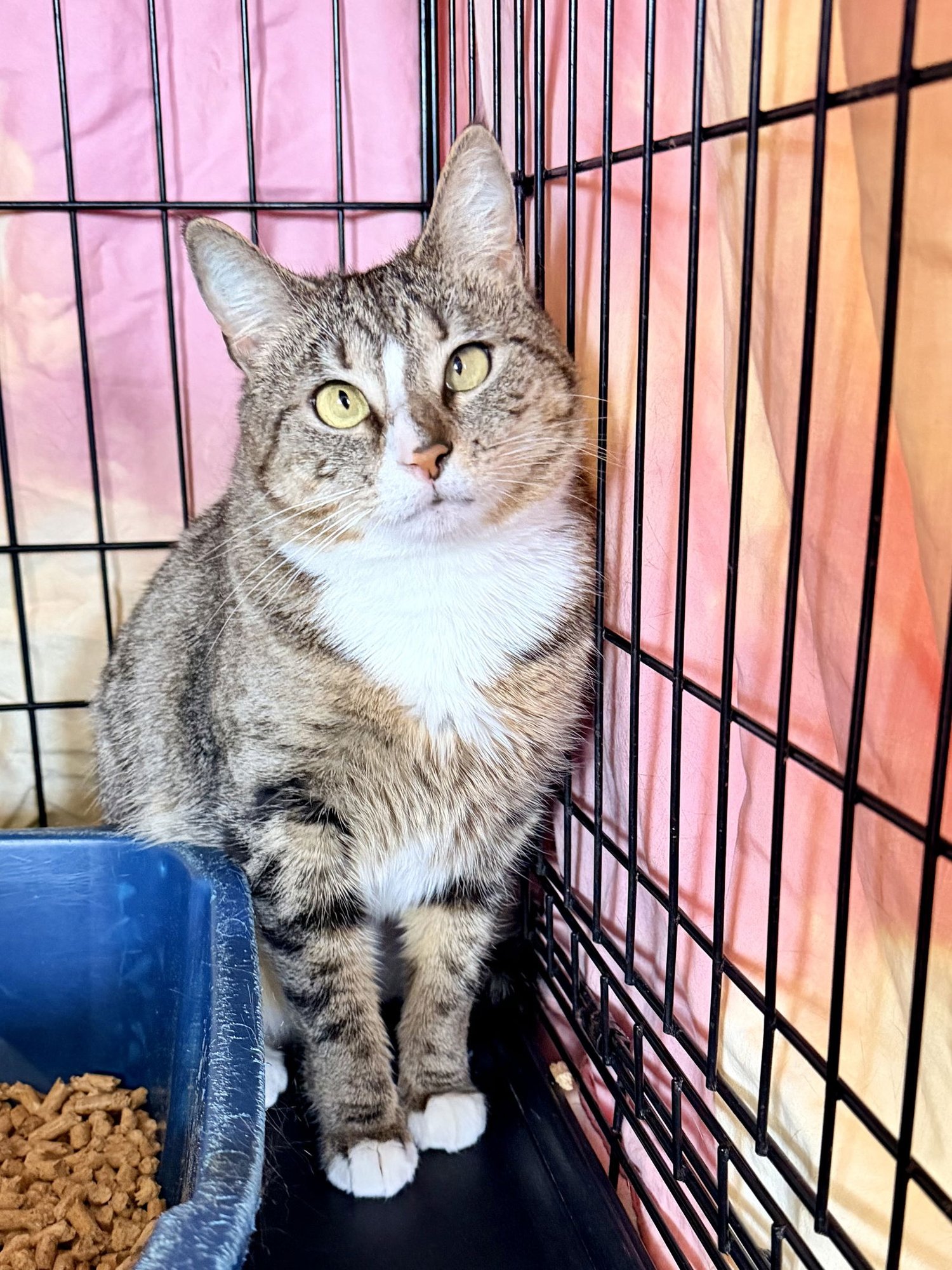 Monica, Willow Grove PS FCID# 12/19/2025-101 - Photo 3