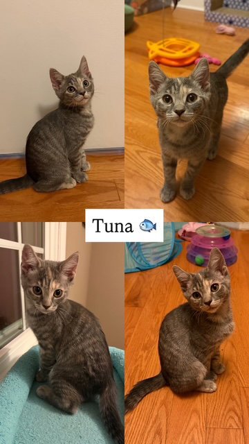 TUNA (FCID# 06/16/2026 - 41) - Tabby available for adoption