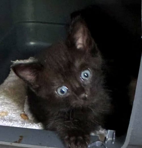 RHETT (FCID# 07/20/2026 - 63) C - Domestic Short Hair available for adoption