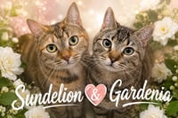 Sundelion w/Sage (FCID# 05/11/26-32 Brookhaven) - Photo 1