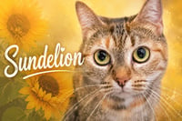 Sundelion w/Sage (FCID# 05/11/26-32 Brookhaven) - Photo 2