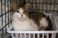 Newton (FCID# 03/16/2026 - 64 Trainer) - Photo 3