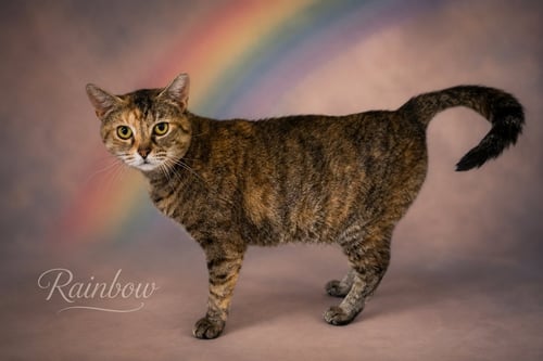 RAINBOW (FCID# 04/08/2026 - 20) - Tabby / Tortoiseshell available for adoption