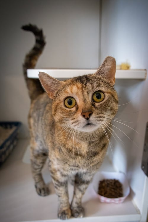 RAINBOW (FCID# 04/08/2026 - 20) - Tabby / Tortoiseshell available for adoption