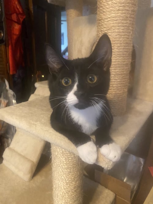 DYLAN, WILLOW GROVE PS, (FCID 04/22/2026-131) - Domestic Short Hair available for adoption
