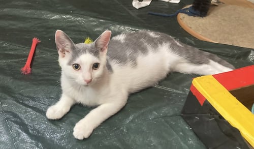 ROSE, WILLOW GROVE PS, (FCID 07/07/2026-117) - Domestic Short Hair available for adoption