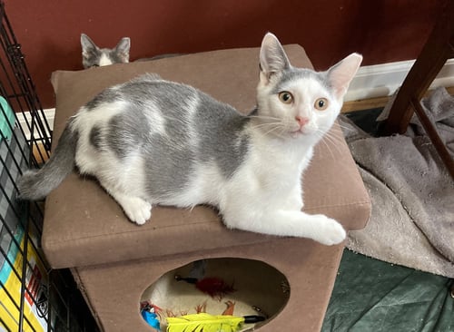 ROSE, WILLOW GROVE PS, (FCID 07/07/2026-117) - Domestic Short Hair available for adoption