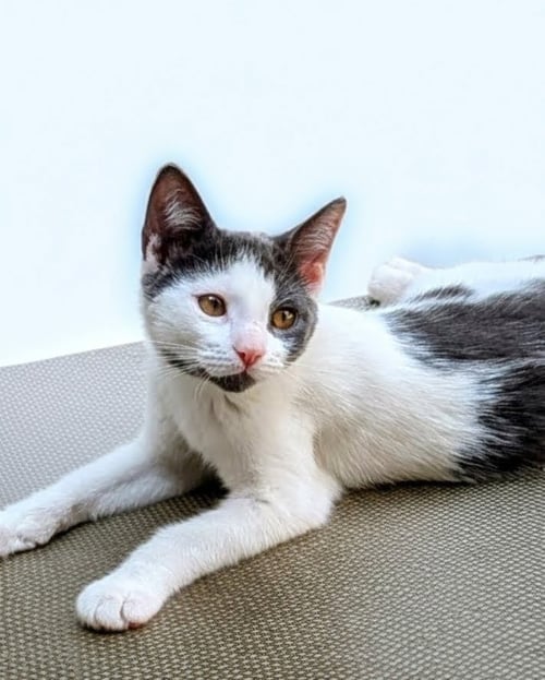 SPICE, WILLOW GROVE AREA, (FCID 7/15/2026-137) - Domestic Short Hair available for adoption
