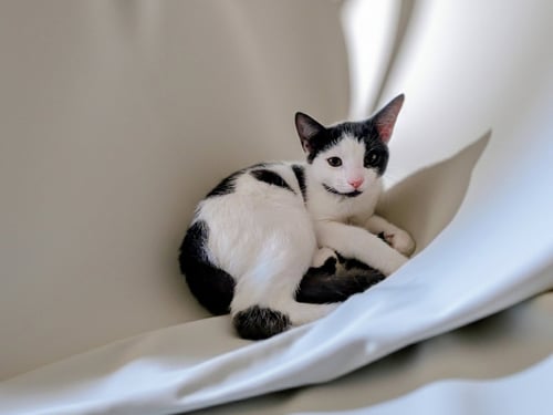 SPICE, WILLOW GROVE AREA, (FCID 7/15/2026-137) - Domestic Short Hair available for adoption