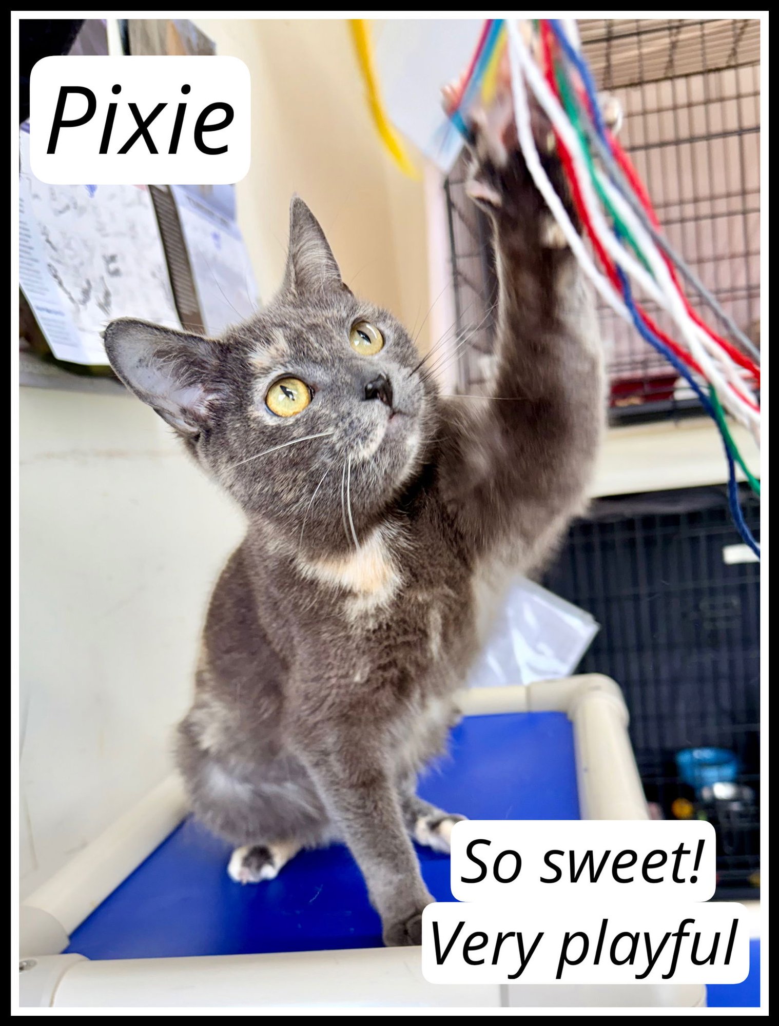PIXIE (FCID# 01/16/2026-148) WILLOW GROVE - Tortoiseshell available for adoption
