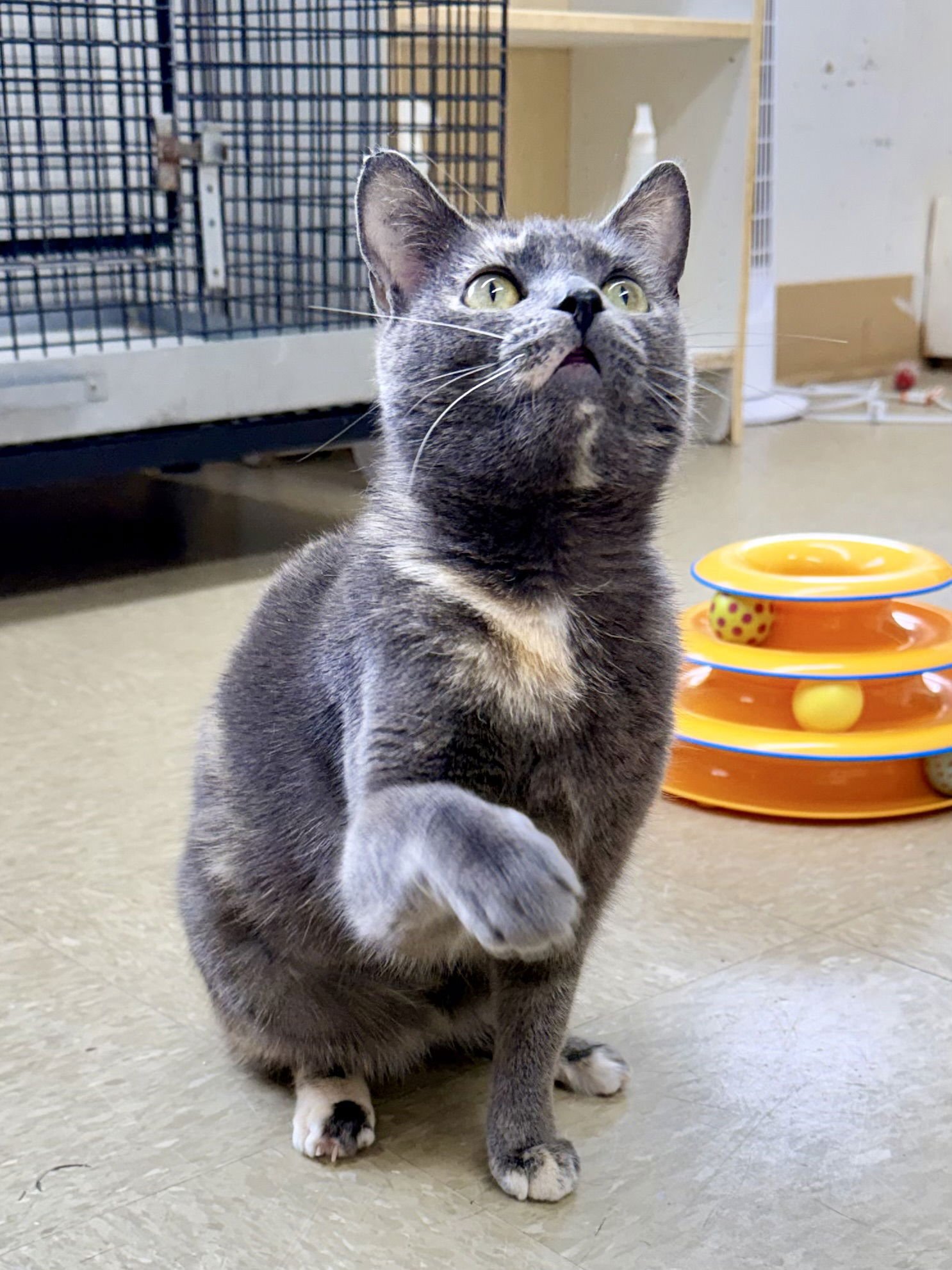 PIXIE (FCID# 01/16/2026-148) WILLOW GROVE - Tortoiseshell available for adoption