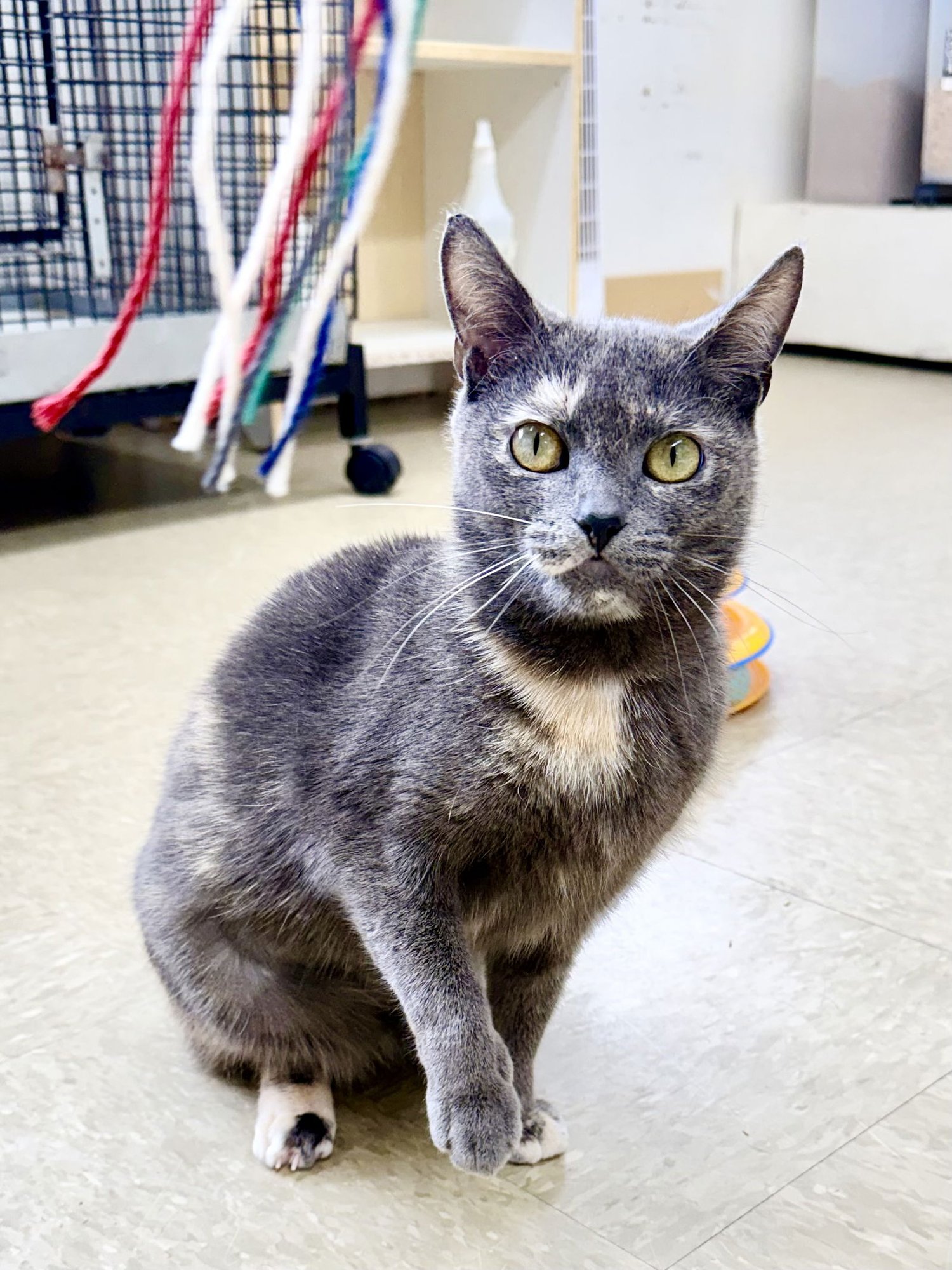 Pixie (fCID# 01/16/2026-148) Willow Grove - Photo 4