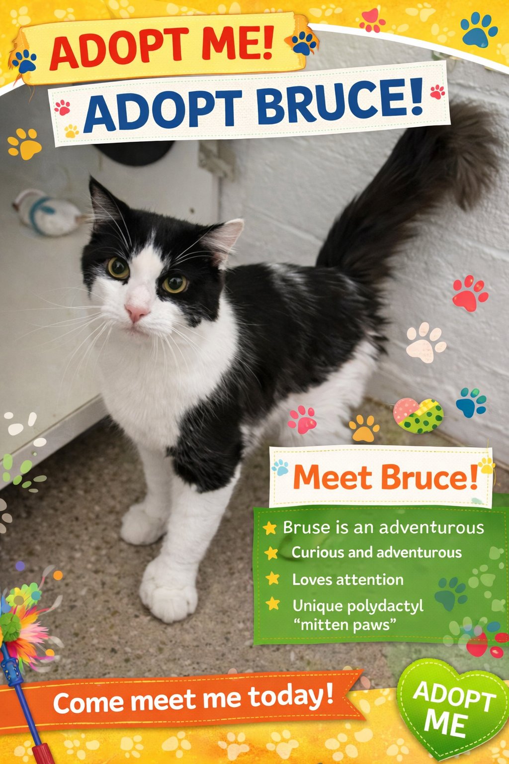 BRUCE:  POLYDACTYL (FCID# 03/02/2026 - 81 GMPS) RC - Extra-Toes Cat (Hemingway Polydactyl) / Domestic Short Hair available for adoption