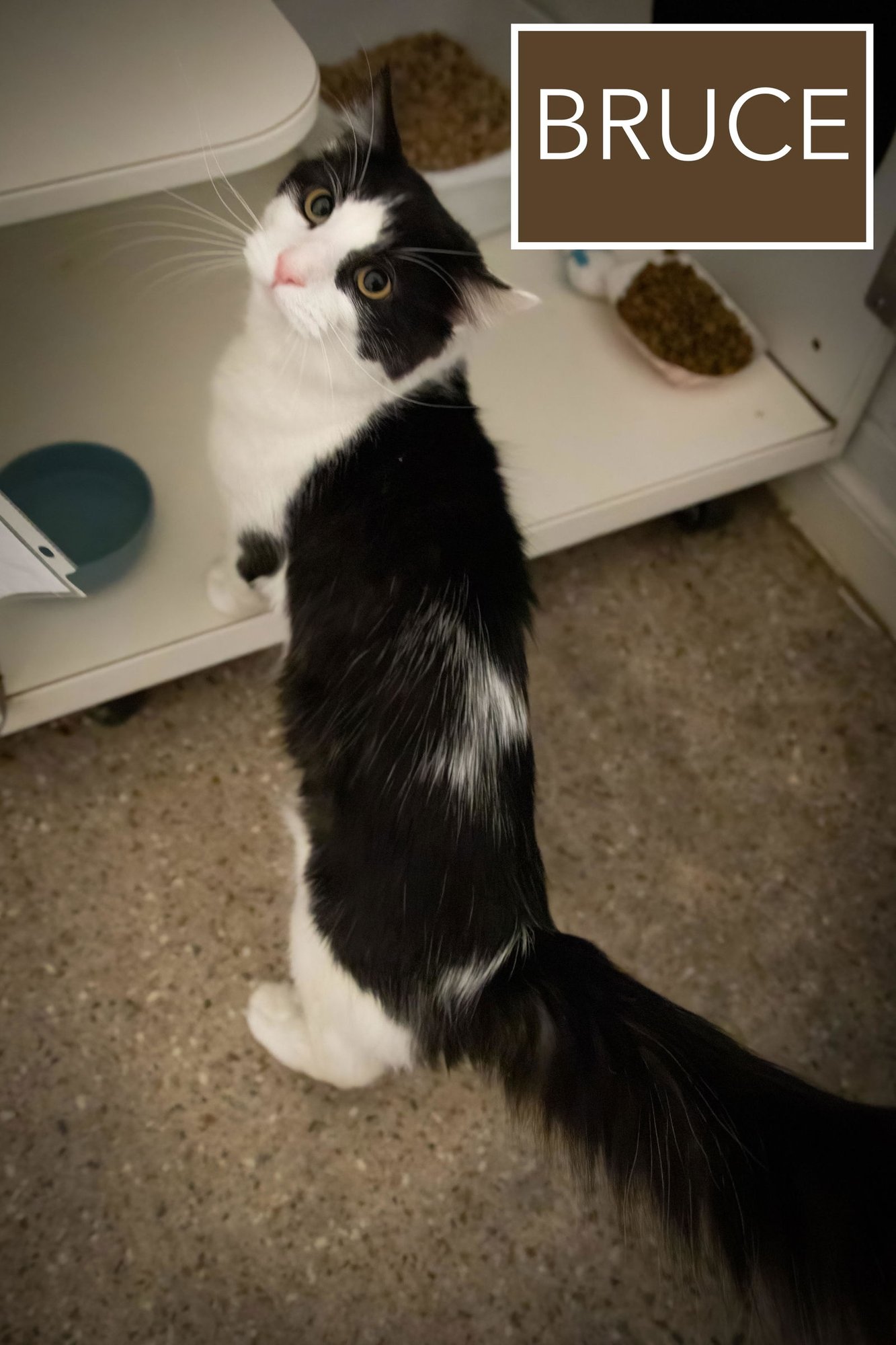 BRUCE:  POLYDACTYL (FCID# 03/02/2026 - 81 GMPS) RC - Extra-Toes Cat (Hemingway Polydactyl) / Domestic Short Hair available for adoption