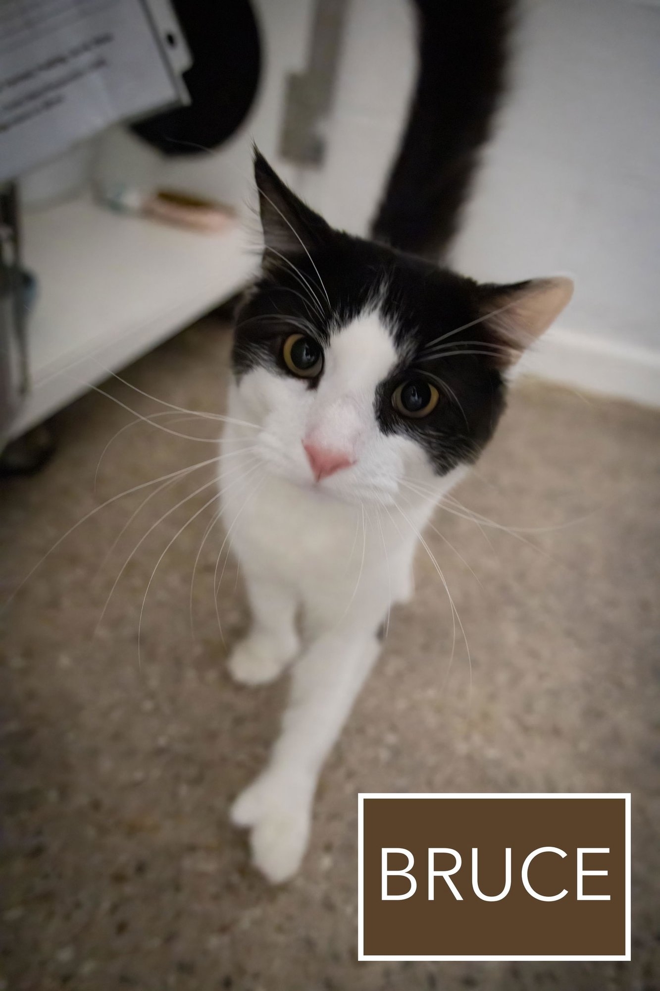 Bruce:  Polydactyl (FCID# 03/02/2026 - 81 GMPS) RC - Photo 3