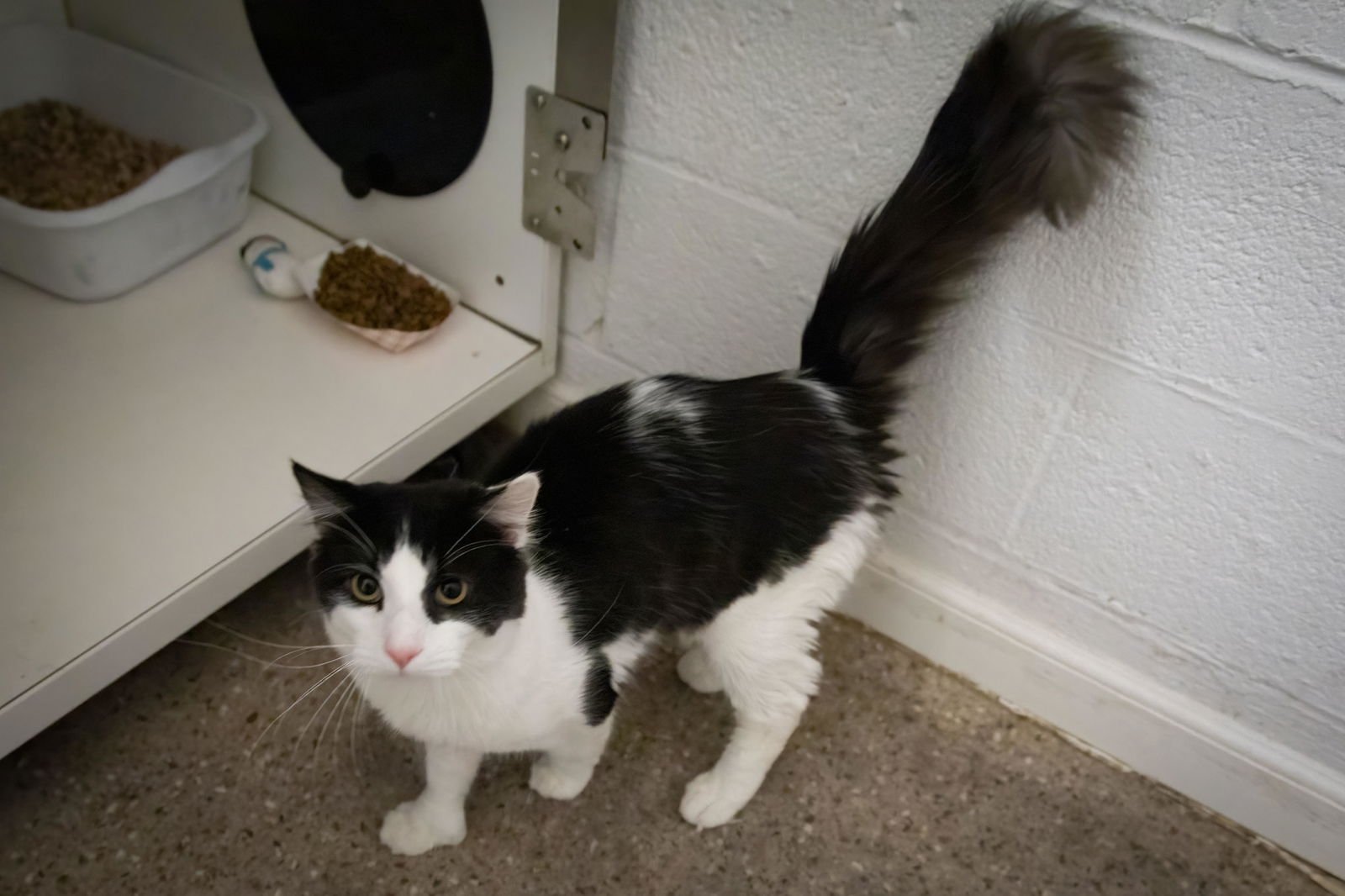 Bruce:  Polydactyl (FCID# 03/02/2026 - 81 GMPS) RC - Photo 4
