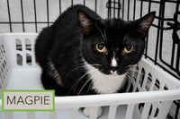 Magpie (FCID# 06/25/2026 - 75 Trainer) - Photo 2