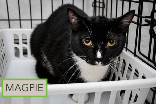 MAGPIE (FCID# 06/25/2026 - 75 TRAINER) - Tuxedo available for adoption