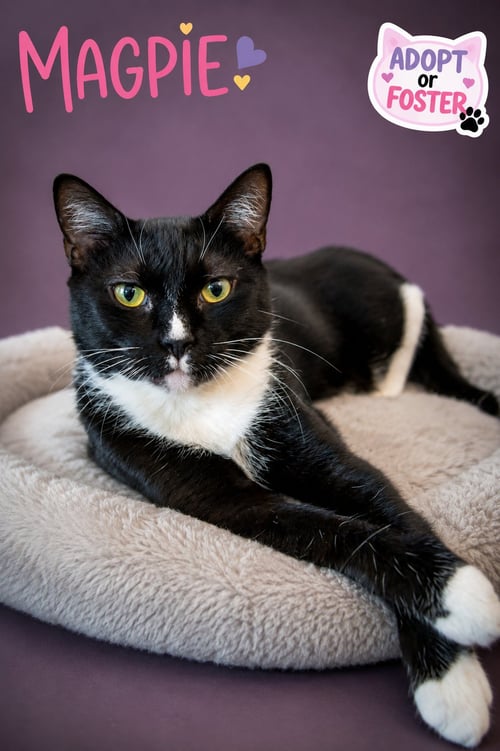 MAGPIE (FCID# 06/25/2026 - 75 BROOKHAVEN PS) - Tuxedo available for adoption
