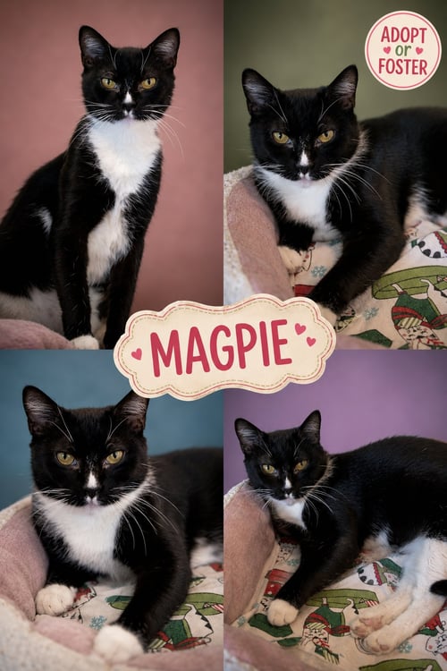 MAGPIE (FCID# 06/25/2026 - 75 BROOKHAVEN PS) - Tuxedo available for adoption