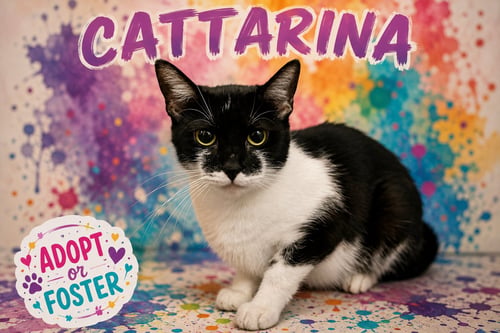 CATTARINA (FCID# 08/10/2026 - 44  TRAINER) - Domestic Short Hair available for adoption